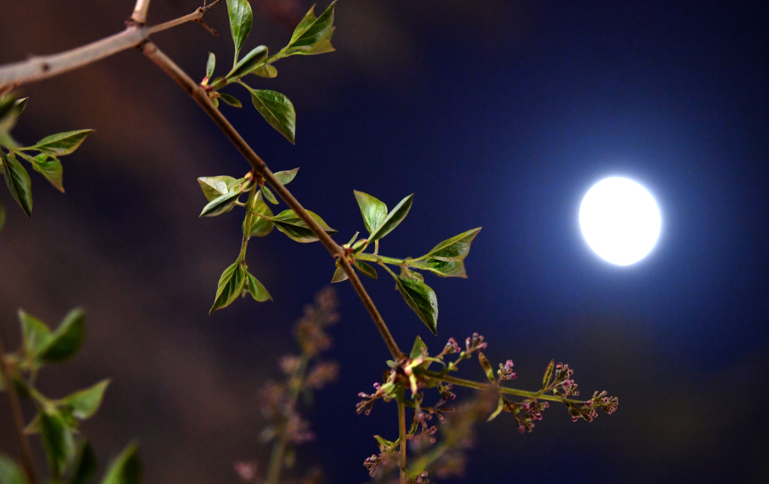 花月夜状态图图片